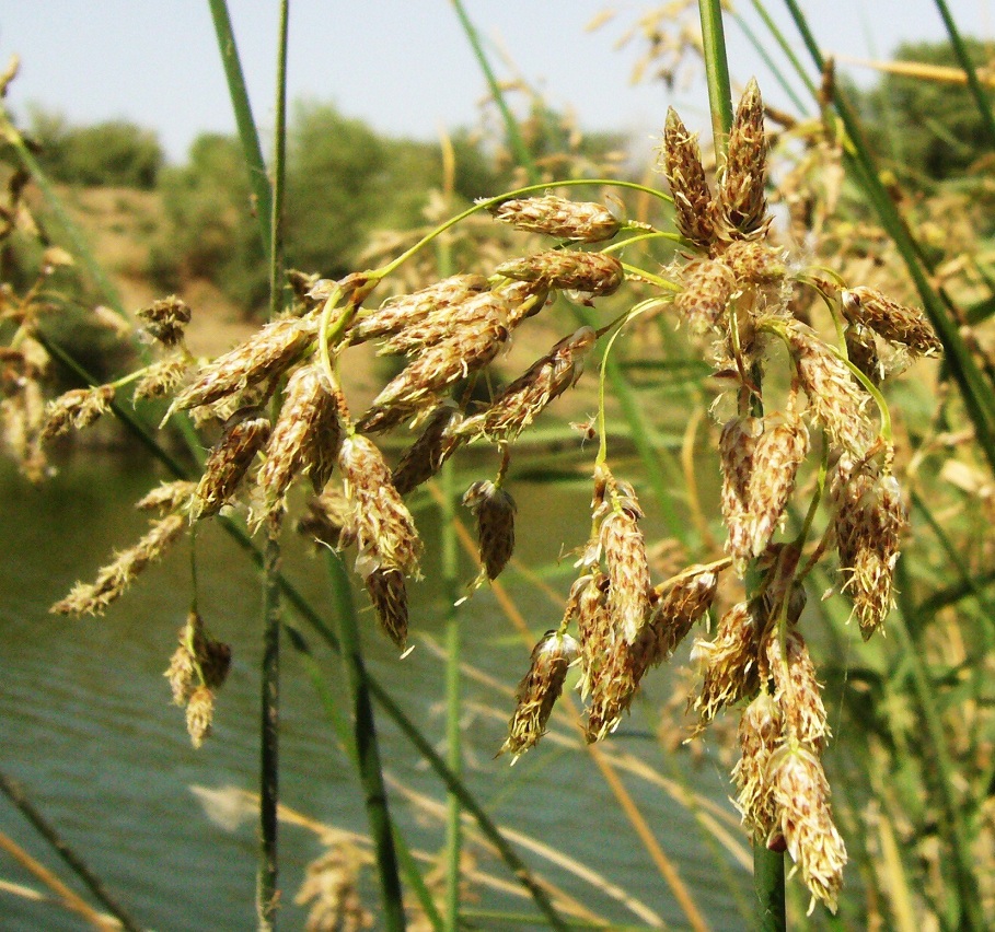 Изображение особи Schoenoplectus litoralis.