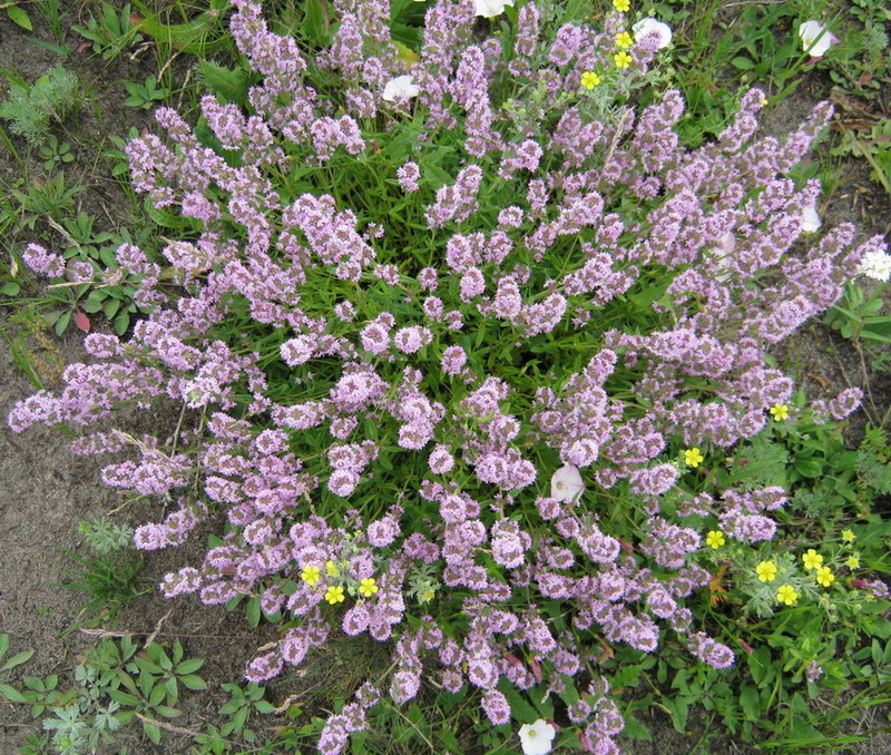 Изображение особи Thymus marschallianus.