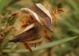 Nerium oleander. Вскрывшийся плод. Израиль, долина Мёртвого моря, киббуц Эйн-Геди, в культуре. 06.03.2011.