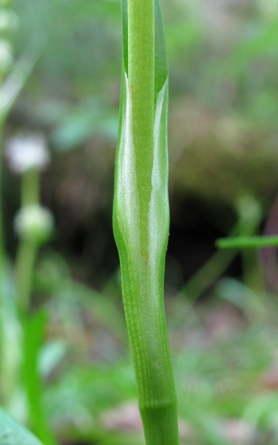 Image of Sparganium natans specimen.