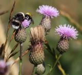 Cirsium setosum. Верхушка цветущего растения. Коми, г. Сыктывкар, пустырь. 05.07.2011.
