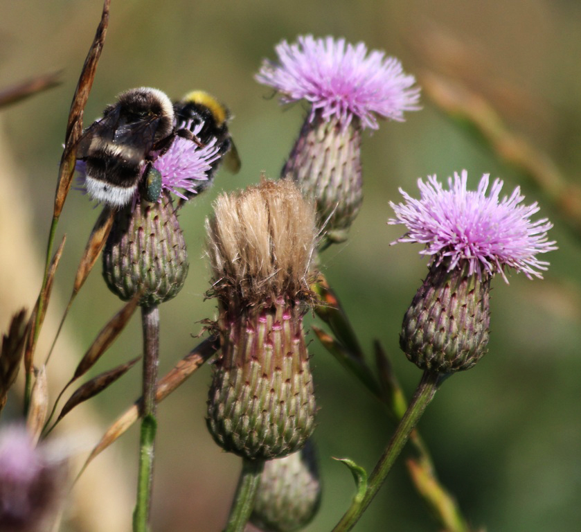 Image of Cirsium setosum specimen.