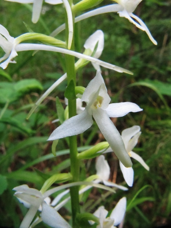 Изображение особи Platanthera bifolia.