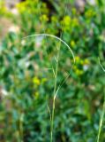 genus Stipa. Прошлогодний цветонос с семенем. Казахстан, Жамбылская обл., Таласский р-н, горки юго-западнее пос. Тамды. 07.05.2011.