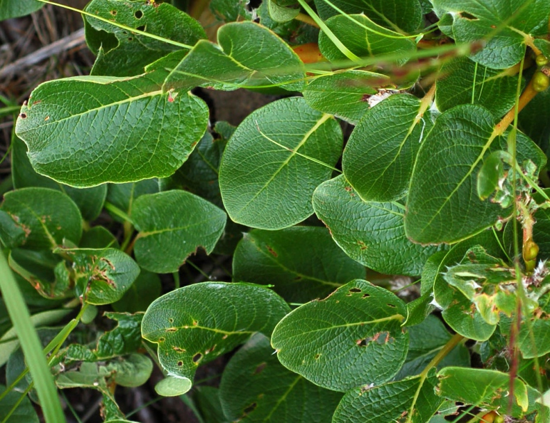 Image of Salix nakamurana specimen.