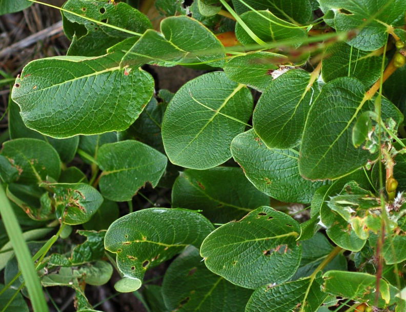 Имеет округлые листья. Salix nakamurana. Ива монетолистная (Salix nummularia). Ива Накамура. Ива курильская.