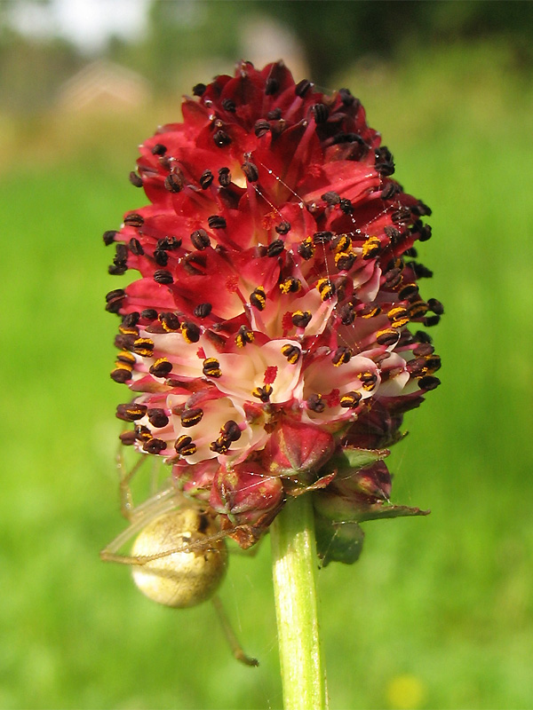 Изображение особи Sanguisorba officinalis.