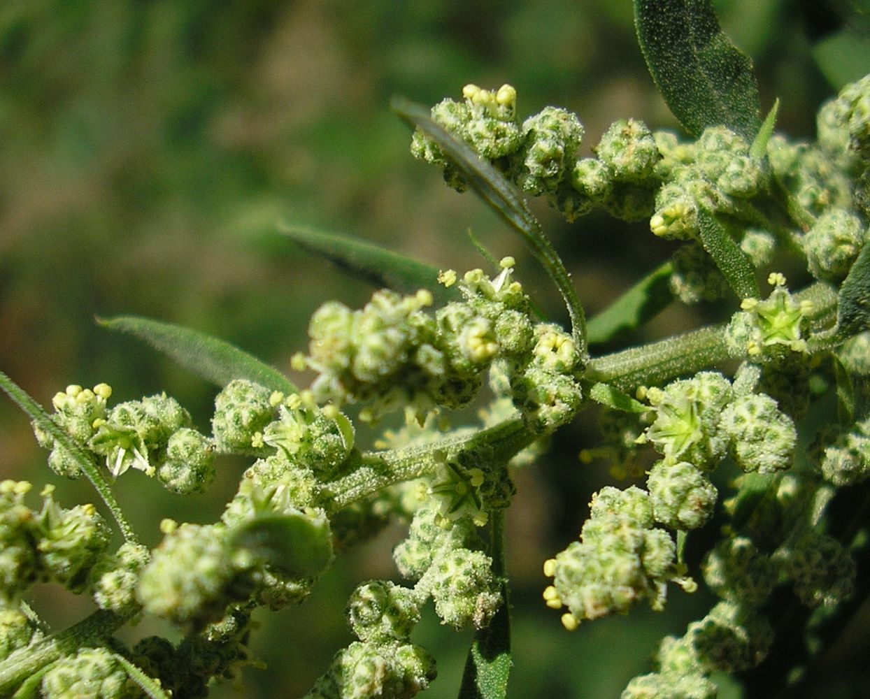 Изображение особи Chenopodium album.