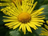 Doronicum carpaticum