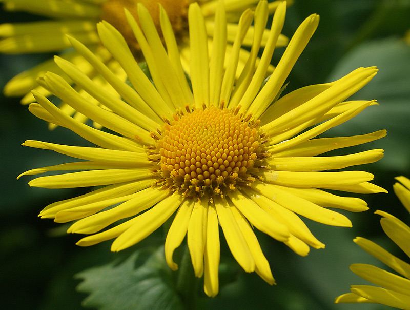 Image of Doronicum carpaticum specimen.