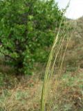 Stipa capillata. Верхушка плодоносящего растения. Ростовская обл., Персиановская степь, окр. станицы Красюковская, верхняя часть склона правого коренного берега р. Грушевка. 01.09.2011.