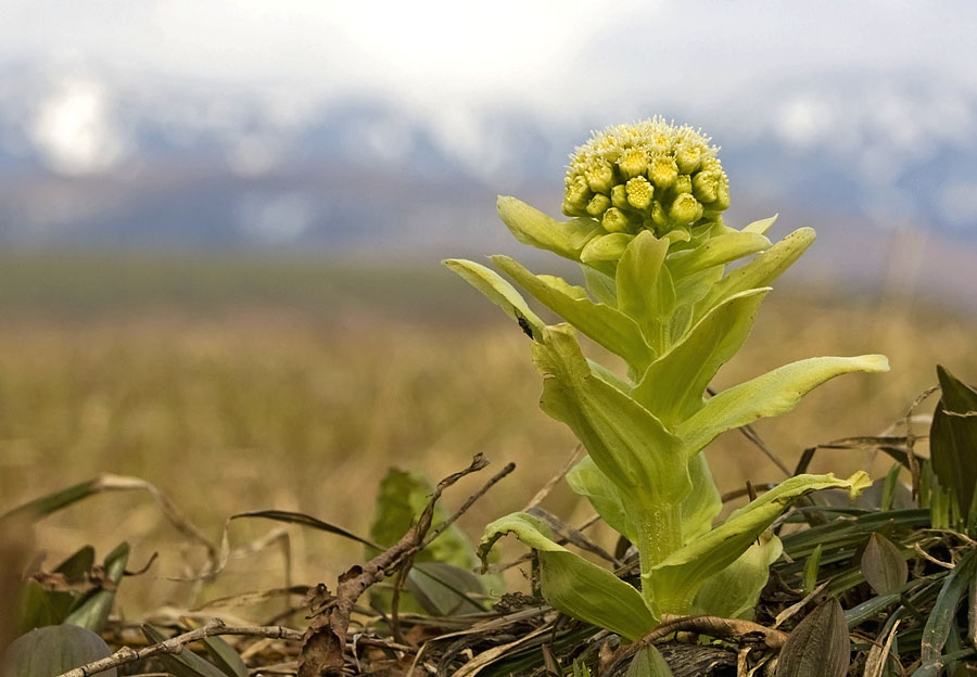 Image of Petasites amplus specimen.