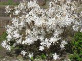 Magnolia stellata