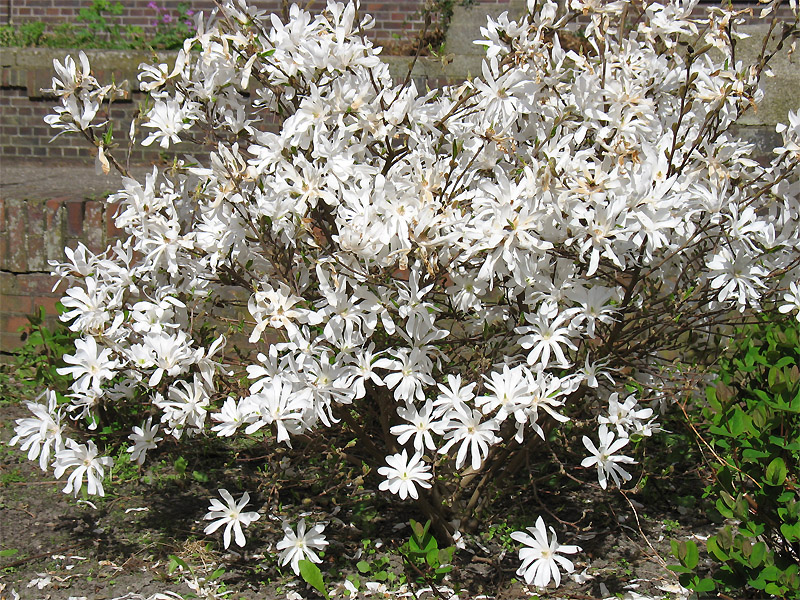 Image of Magnolia stellata specimen.