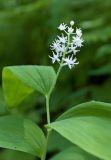 Smilacina dahurica. Верхушка цветущего растения. Сахалин, Тымовский р-н, окр. с. Ясное, смешанный лес. 30.06.2011.