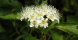 Physocarpus opulifolius. Соцветие. Приморский край, Спасский р-н, с. Хвалынка, в культуре. 30.07.2011.