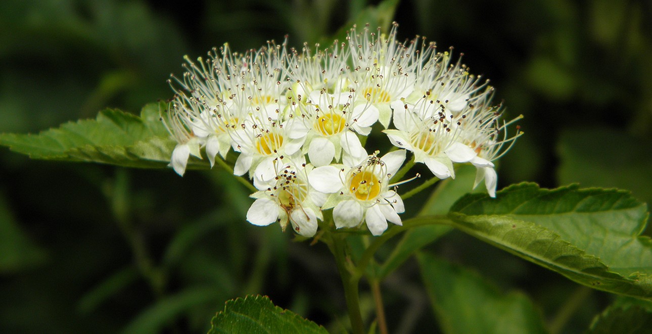 Image of Physocarpus opulifolius specimen.