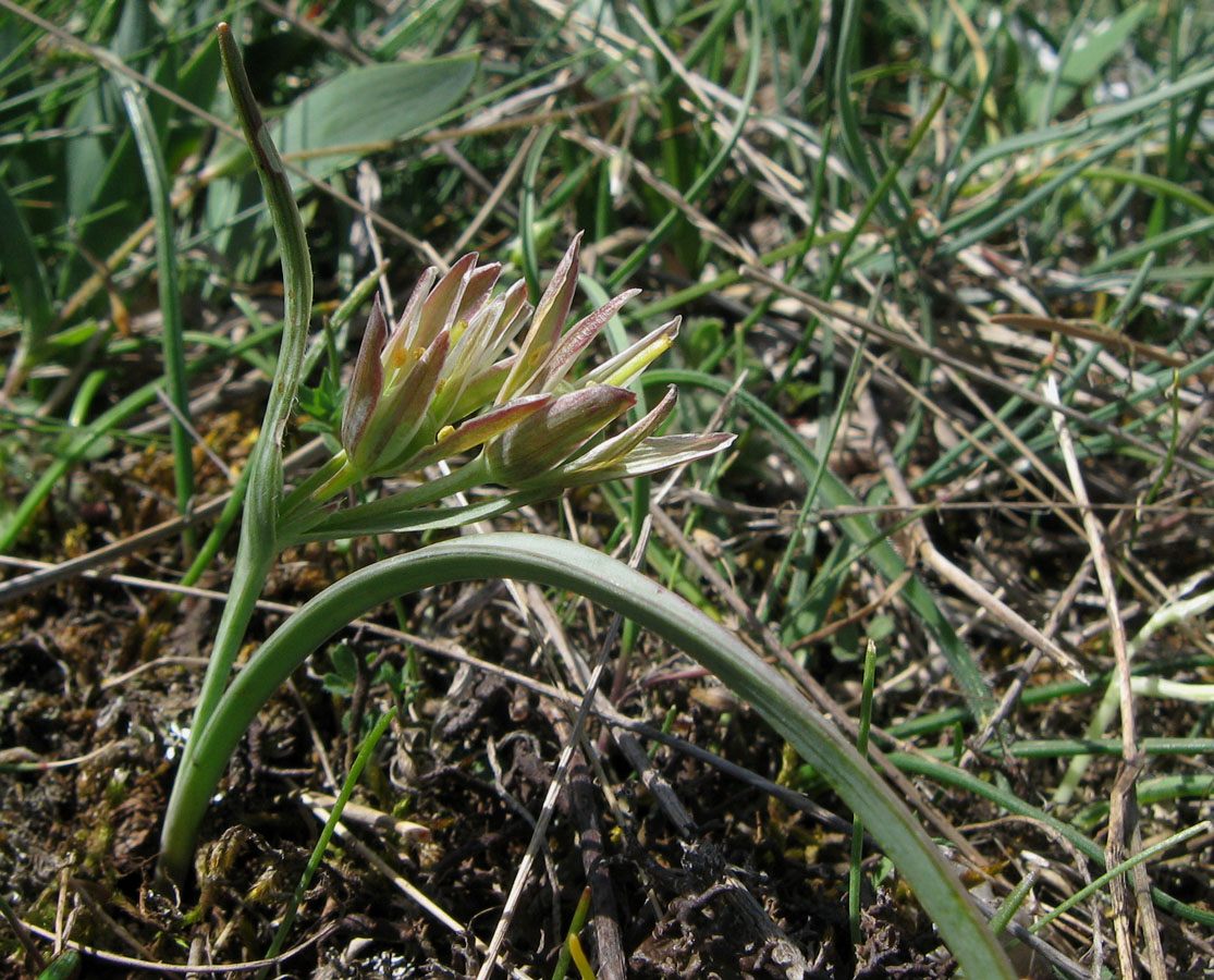 Image of Gagea transversalis specimen.