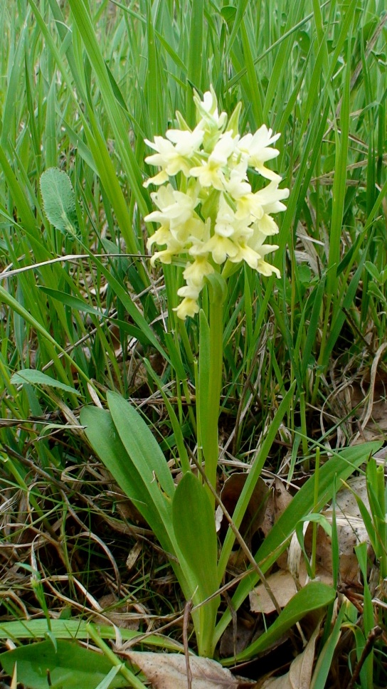 Изображение особи Dactylorhiza romana ssp. georgica.