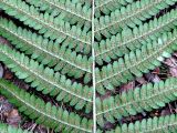 Dryopteris filix-mas
