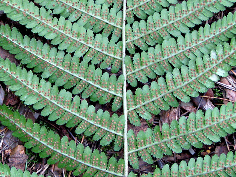 Изображение особи Dryopteris filix-mas.