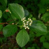 Crataegus punctata. Листья, бутоны и шип на молодом побеге. Киев, Святошинский лес. 10 мая 2012 г.