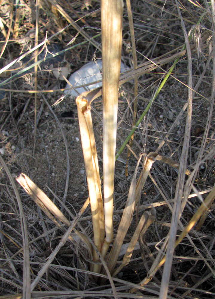 Image of Leymus racemosus ssp. sabulosus specimen.