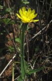 Picris pauciflora