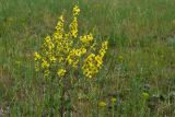 Verbascum marschallianum. Верхушка цветущего растения. Крым, Керченский п-ов, Приазовье, Караларская степь. 08.06.2012.