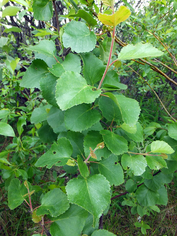 Image of genus Betula specimen.