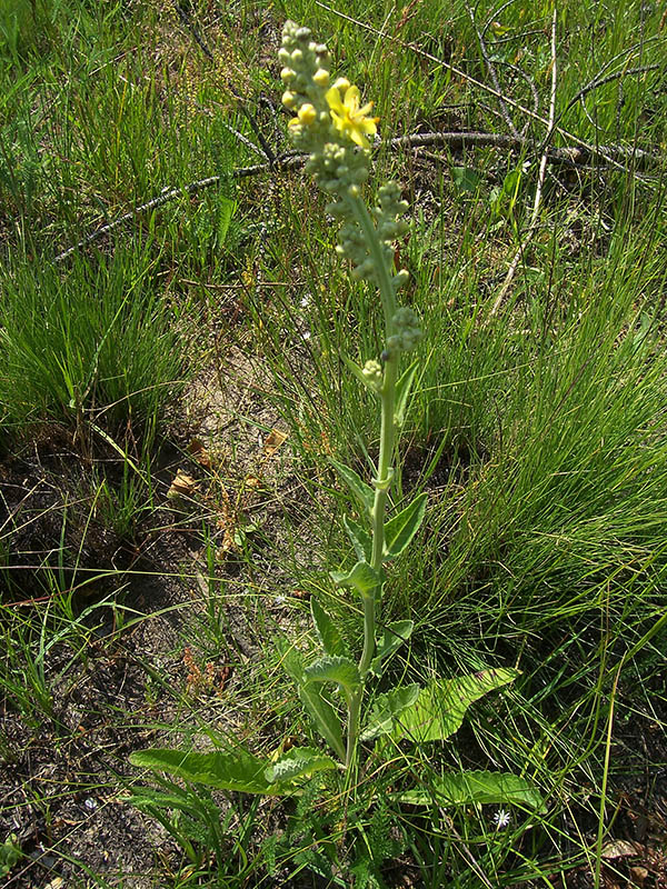 Изображение особи Verbascum lychnitis.