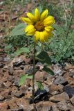 Helianthus annuus