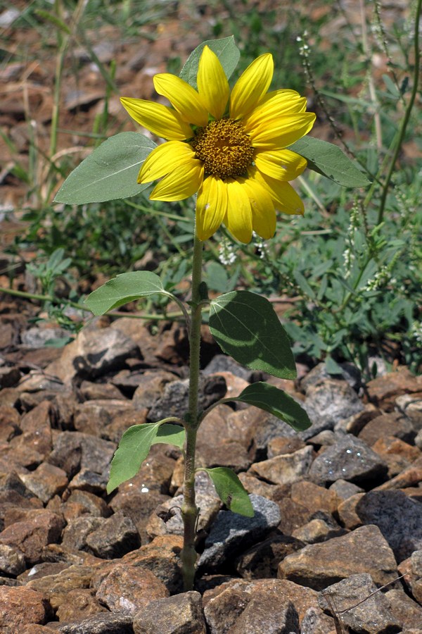 Изображение особи Helianthus annuus.