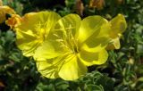 Oenothera drummondii