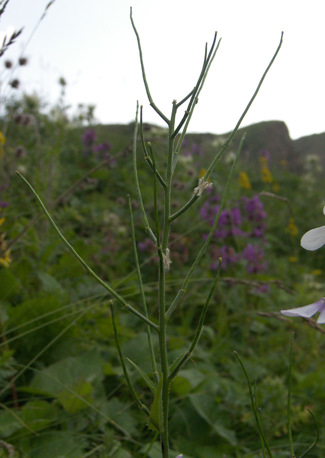 Image of Hesperis voronovii specimen.