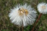 Tussilago farfara