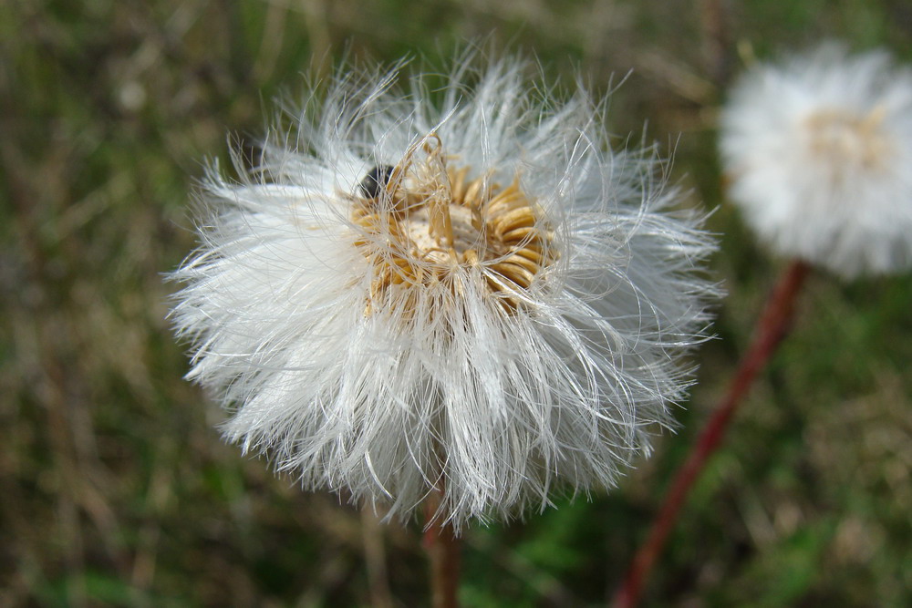 Image of Tussilago farfara specimen.
