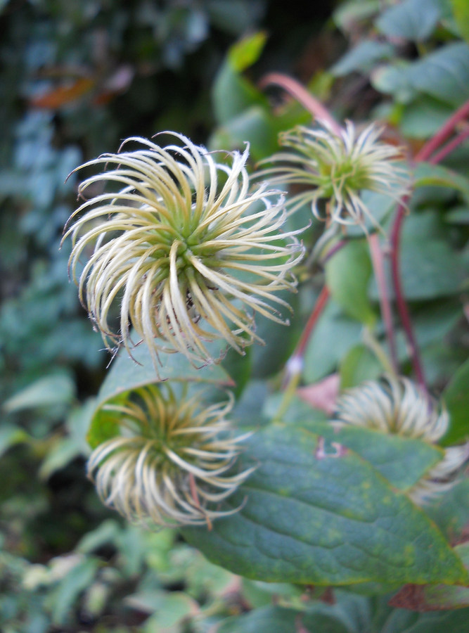 Image of Clematis × jackmanii specimen.