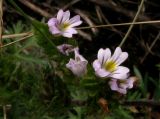 Euphrasia stricta