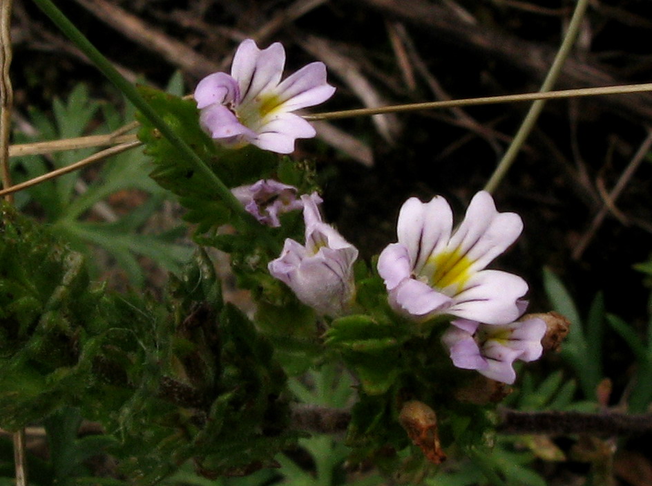 Изображение особи Euphrasia stricta.