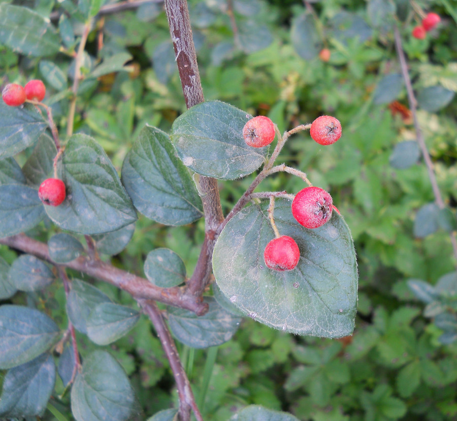 Image of Cotoneaster rotundifolius specimen.