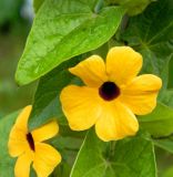 Thunbergia alata. Цветки. Подмосковье, г. Одинцово, клумба. Октябрь 2012 г.