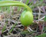 Galanthus plicatus. Плод. Южный берег Крыма, окр. г. Ялта. 7 апреля 2012 г.