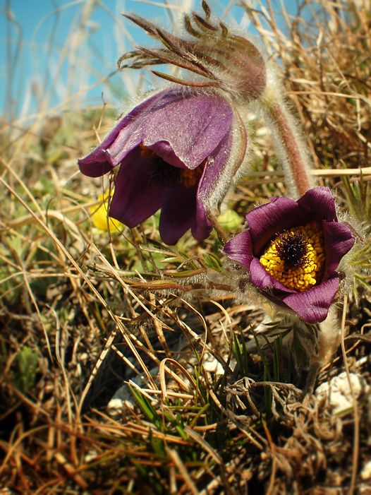 Изображение особи Pulsatilla ucrainica.