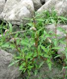 Persicaria lapathifolia. Цветущие растения. Венгрия, г. Будапешт, набережная Дуная. 01.09.2012.