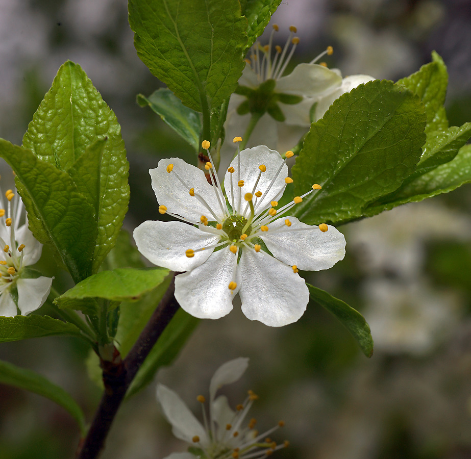 Image of Prunus spinosa specimen.