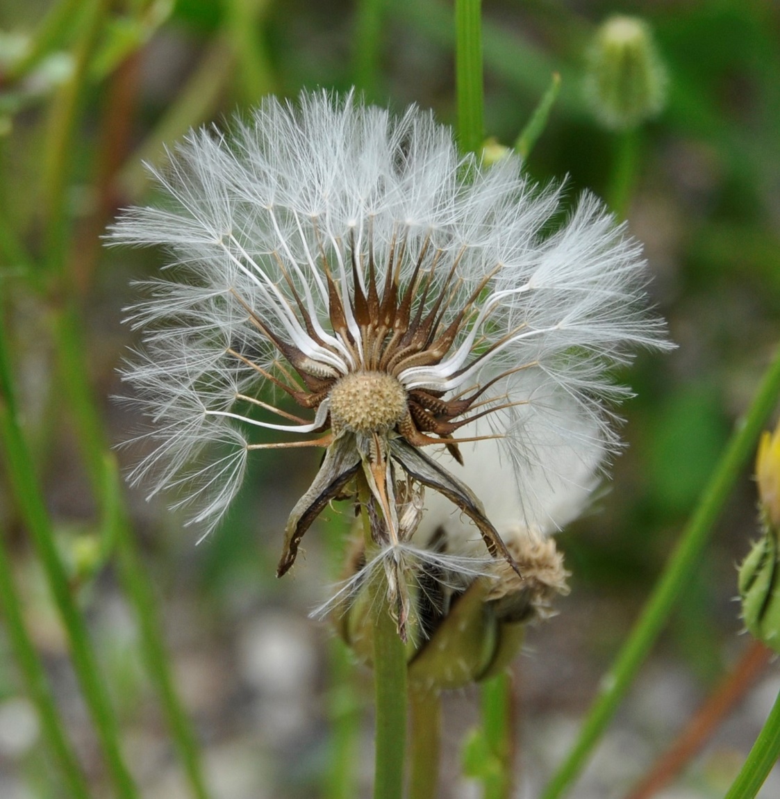 Изображение особи Urospermum picroides.