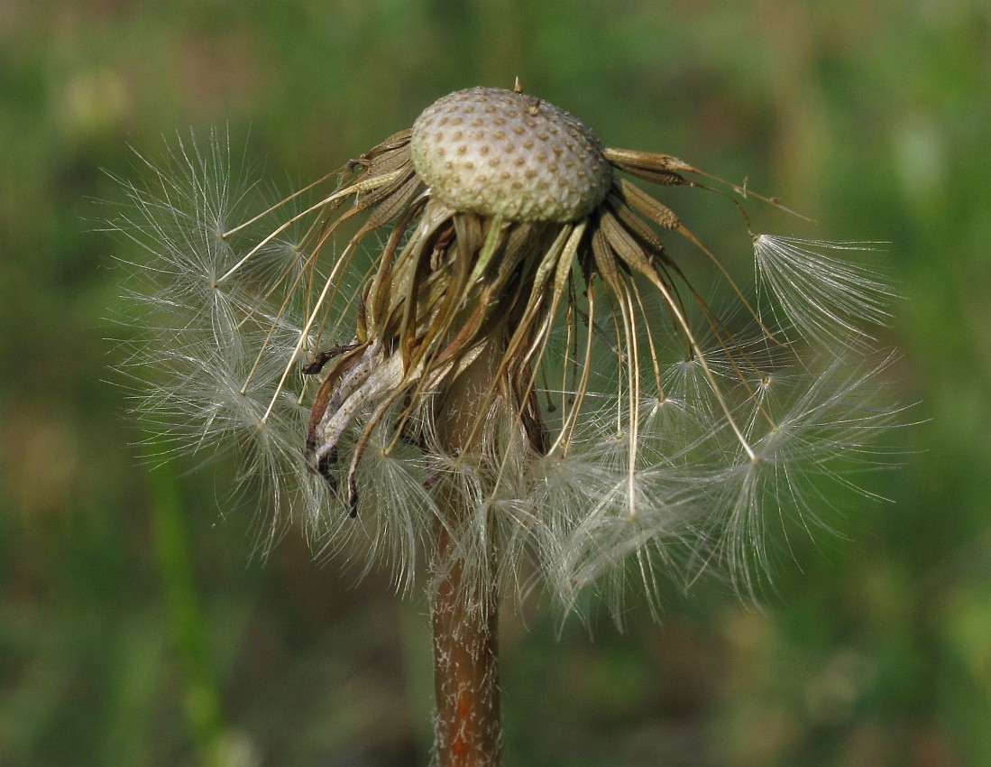 Изображение особи род Taraxacum.