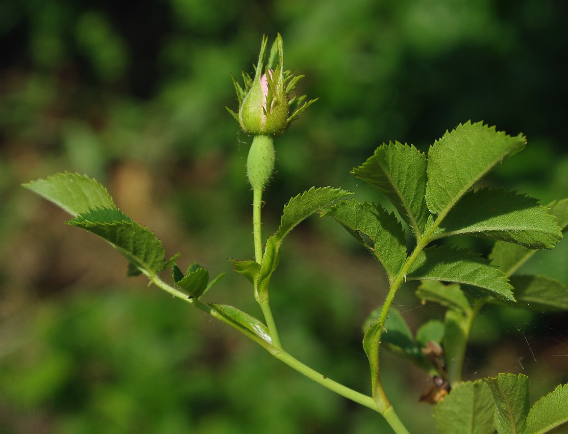 Image of genus Rosa specimen.