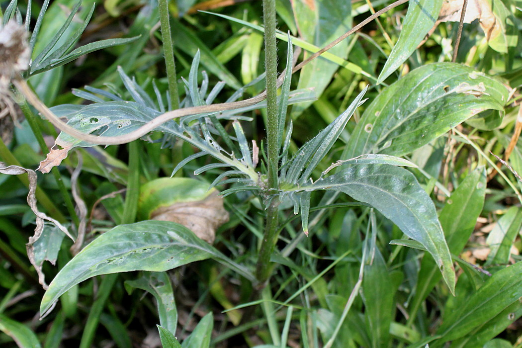 Image of Lomelosia caucasica specimen.